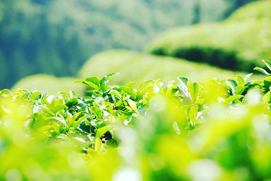 Vẻ đẹp bình dị của Boseong